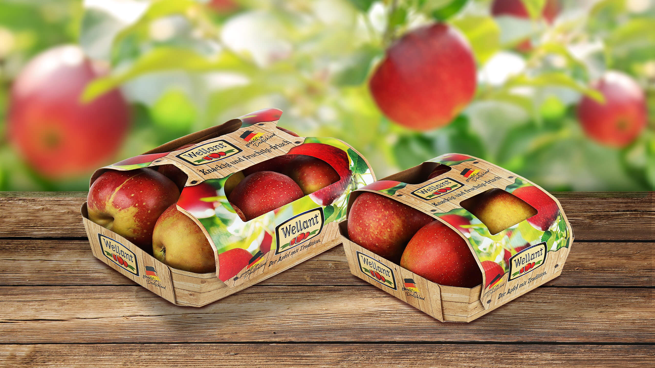 4er- und 6er-Pack Äpfel in einer Tray-2-tray Kreislaufschale aus Wellpappe oder Vollpappe